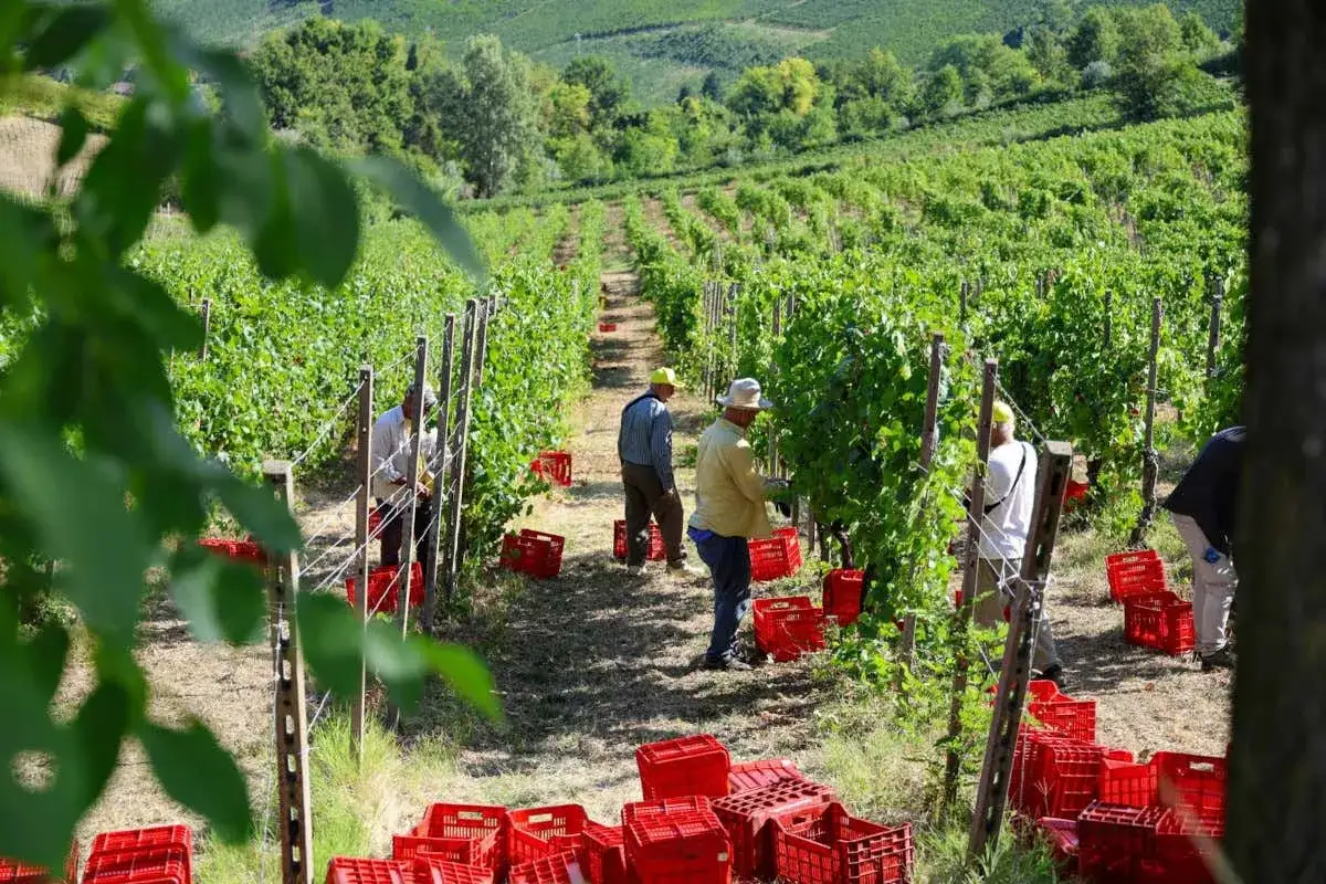 Vendemmia in corso: operai raccolgono uva in un vigneto, riempiendo ceste rosse. La produzione vino &egrave; un lavoro di squadra.