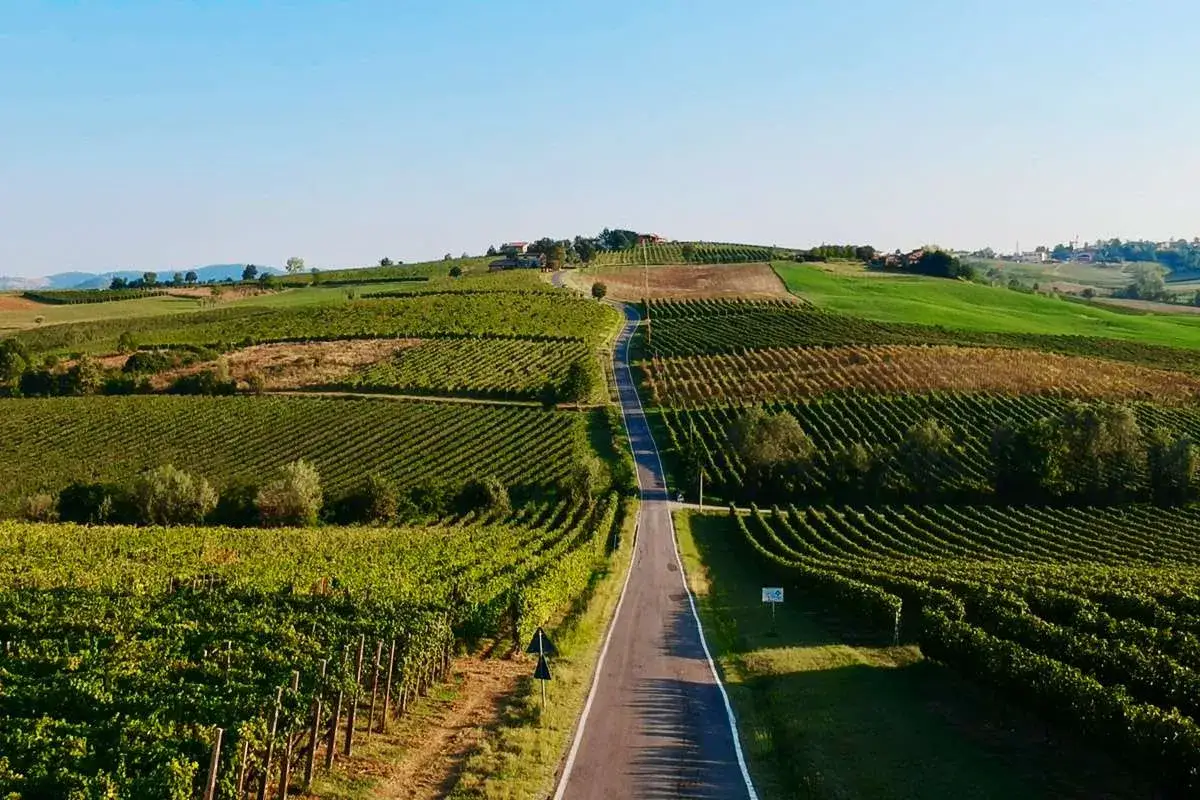 Strada serpeggiante tra dolci colline coltivate a vigneti, promettendo un ottimo gutturnio vino.