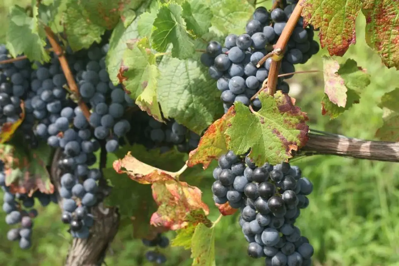 Grappoli maturi di uva scura, pronti per diventare un delizioso dolcetto vino.
