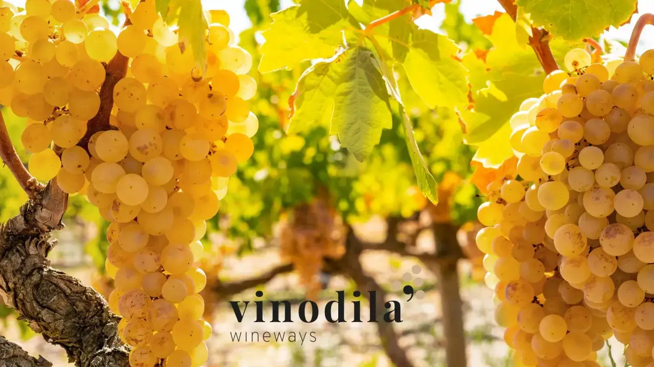 Grappoli dorati di Ribolla Gialla, un'uva dal profumo intenso, pronta per essere trasformata in un vino di grande origine.