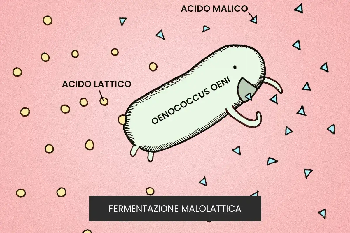 Oenococcus oeni trasforma l'acido malico in acido lattico, un processo chiave nella fermentazione malolattica.
