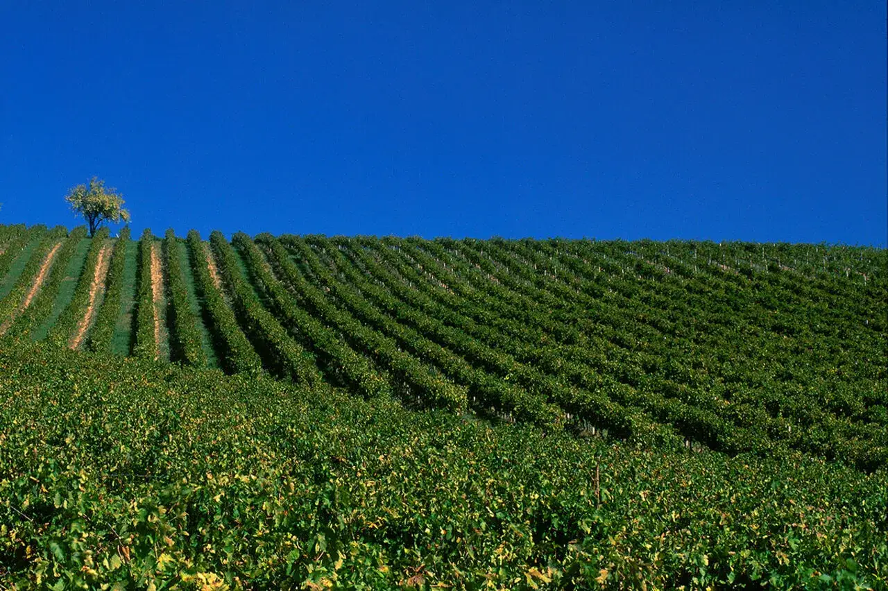 Vigneti rigogliosi sotto un cielo blu intenso, dove le viti di cabernet sauvignon crescono in file ordinate, promettendo un futuro vino corposo.