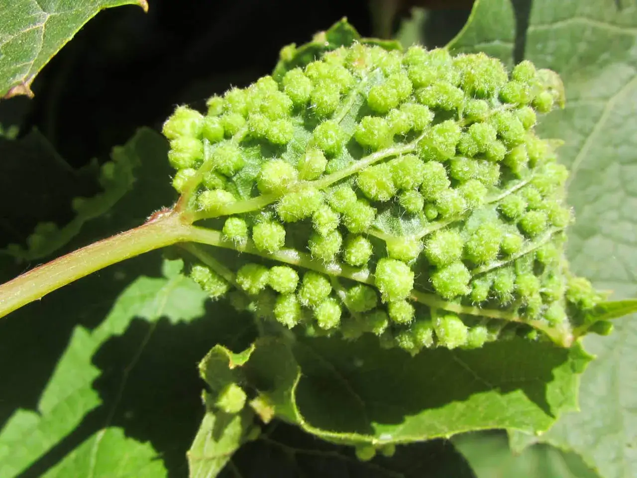 Foglie di vite colpite dalla fillossera della vite, con piccole galle verdi e pelose che crescono sulla superficie.