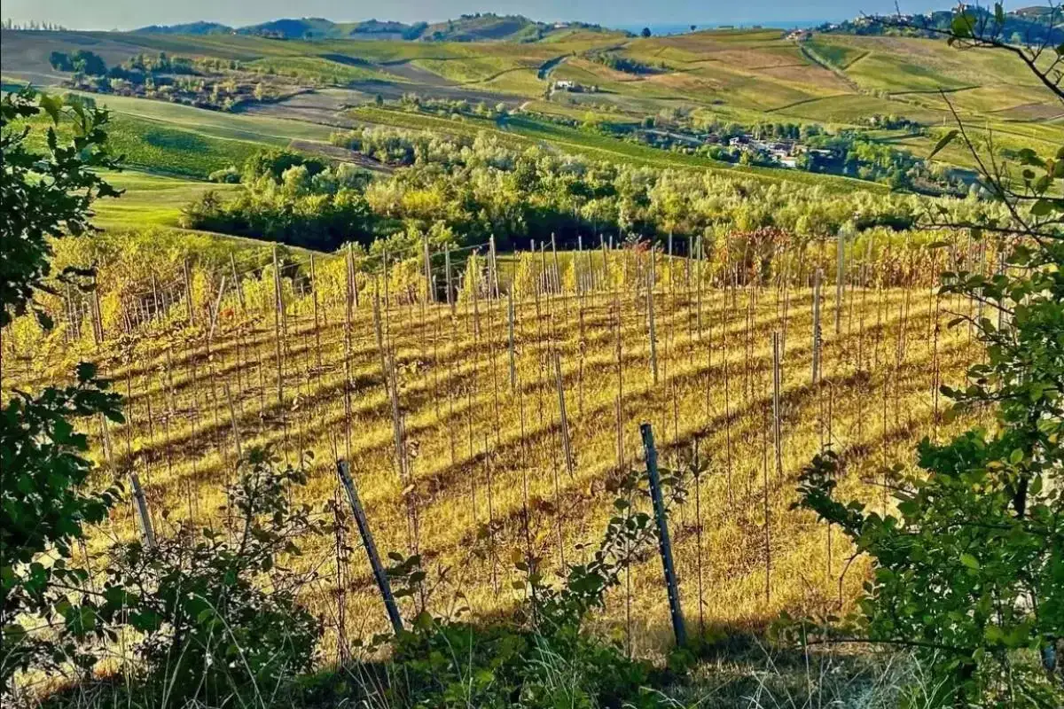 Colline dorate con filari di vite, un paesaggio che promette il miglior Pinot Nero italiano.