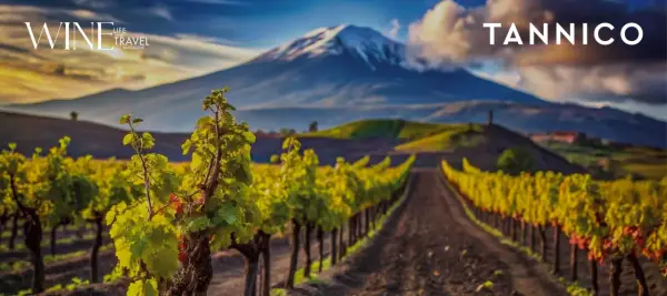 Vigneti rigogliosi ai piedi dell'Etna, un paesaggio iconico per i vini Sicilia. Tannico.