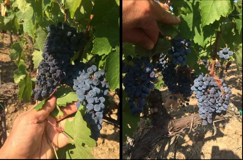 Grappolo d'uva, come leggerlo prima di degustare il vino